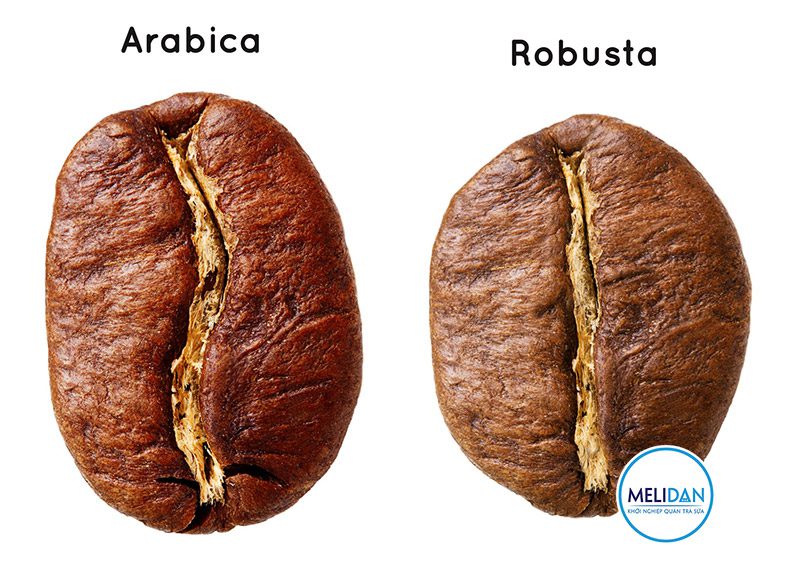 So-sánh-cà-phê-Arabica-và-Robusta