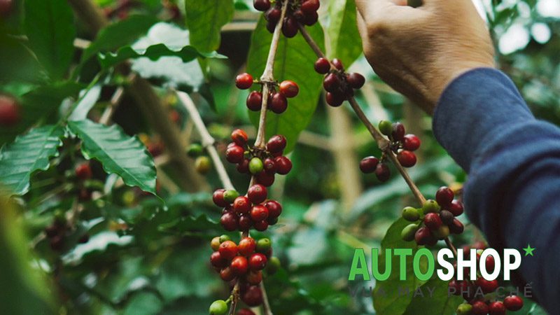 Tất-tần-tật-về-cà-phê-Kona